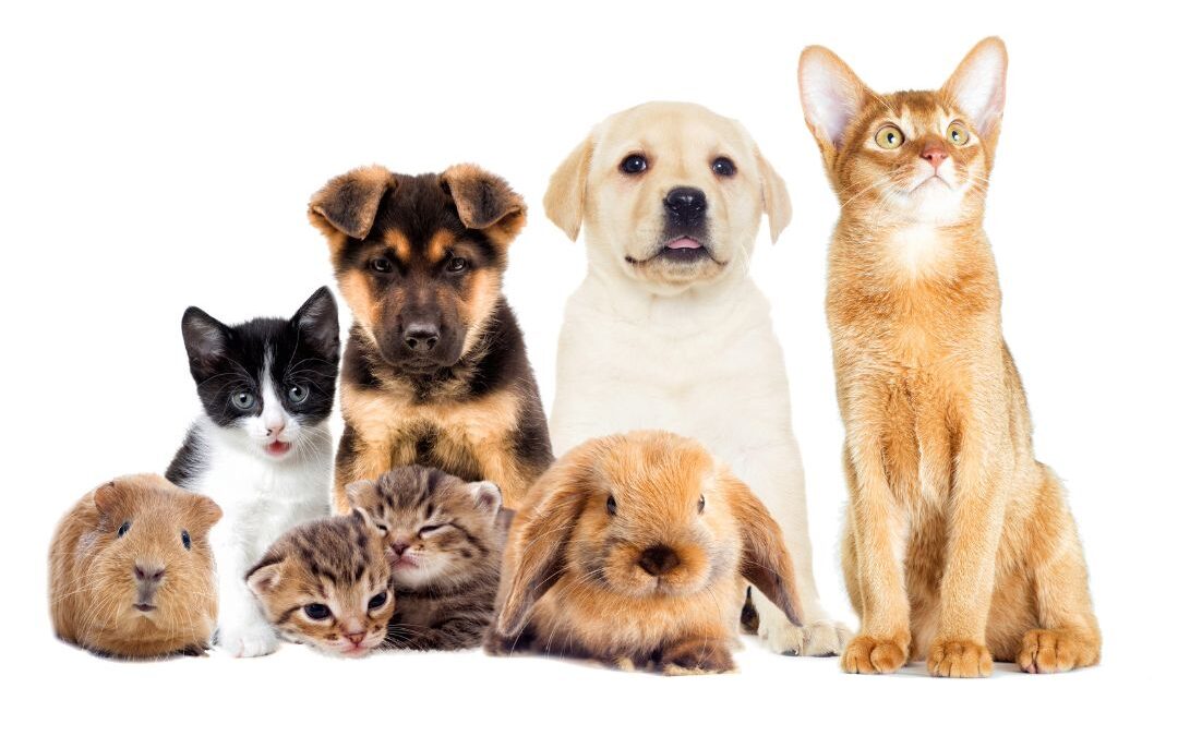 Pet Care